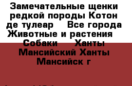 Замечательные щенки редкой породы Котон де тулеар  - Все города Животные и растения » Собаки   . Ханты-Мансийский,Ханты-Мансийск г.